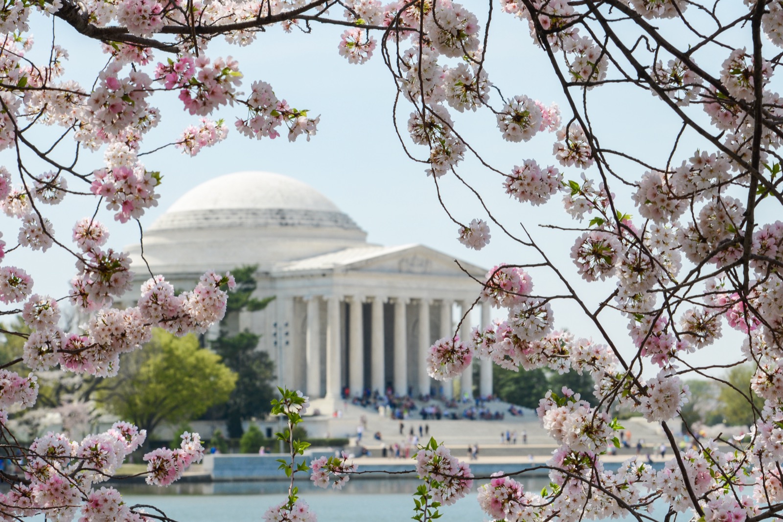 Jefferson Memorial framed by cherry blossoms